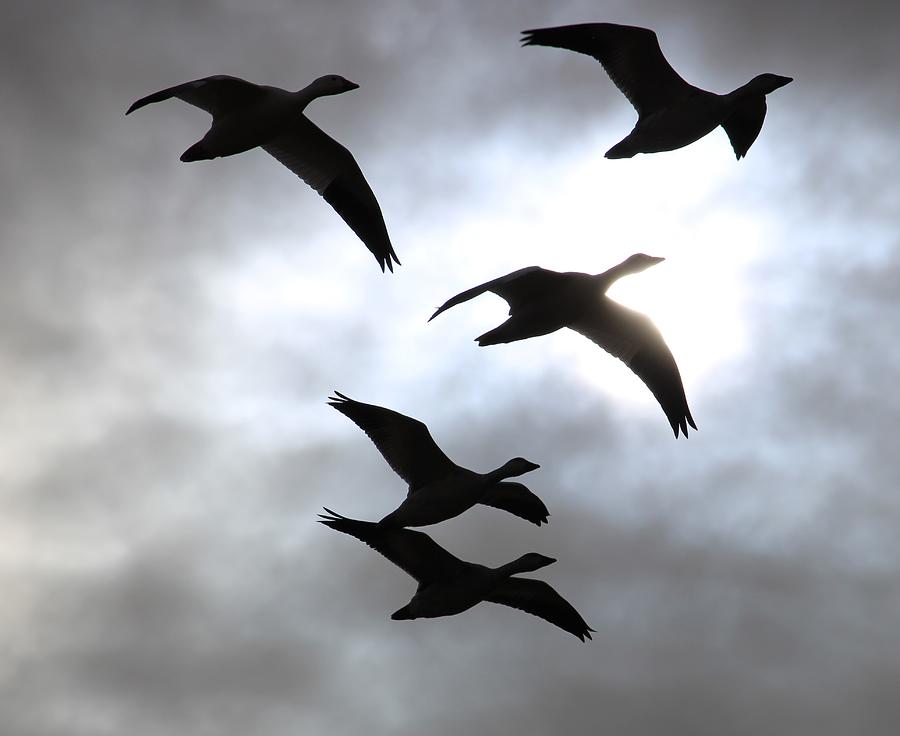 Snow geese in silhouette Photograph by Steven Mull - Fine Art America