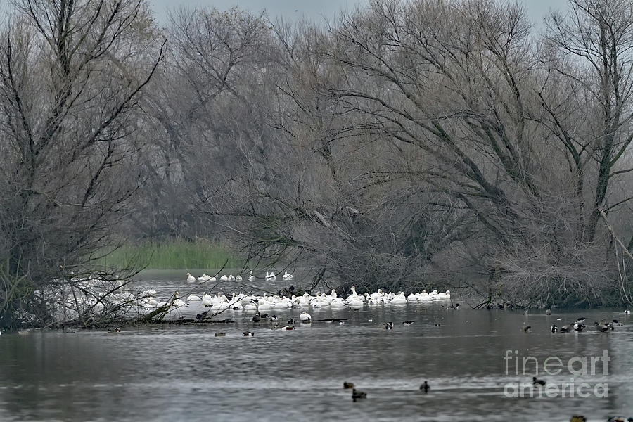 Snow Geese in the Lake Photograph by Amazing Action Photo Video