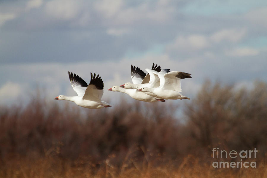 Snow Geese in the New Mexico sky  Photograph by Ruth Jolly