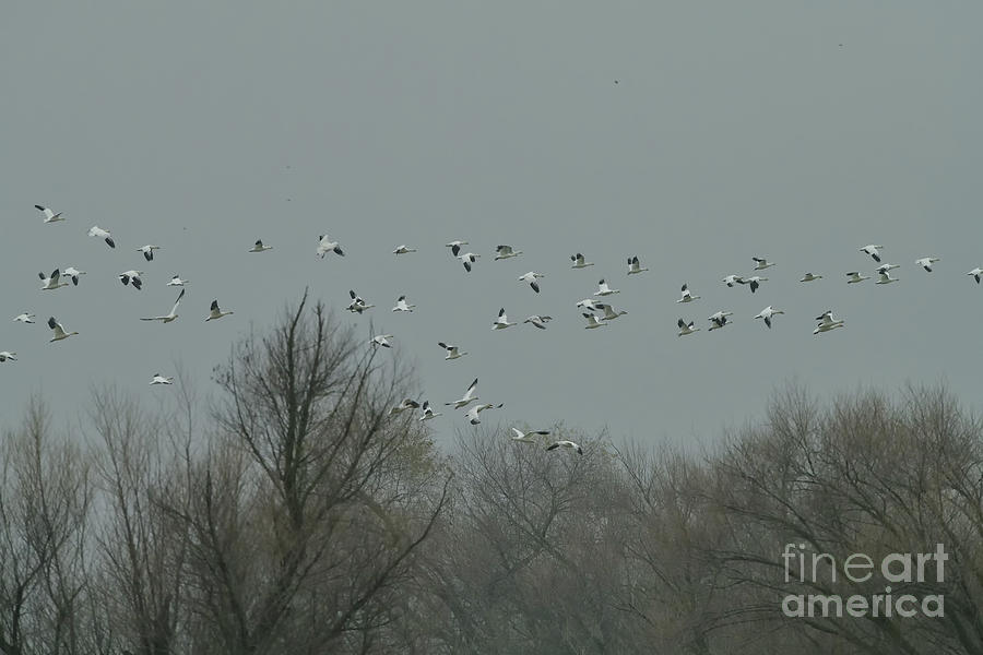 Snow Geese In The Sky Photograph