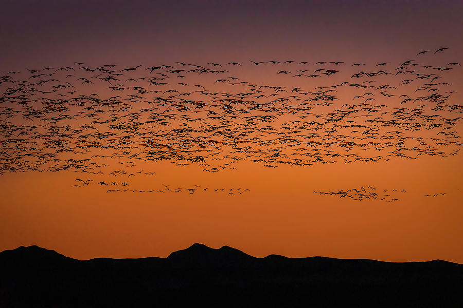 Snow Geese Incoming at Bosque Del Apache Photograph by Rebecca Herranen