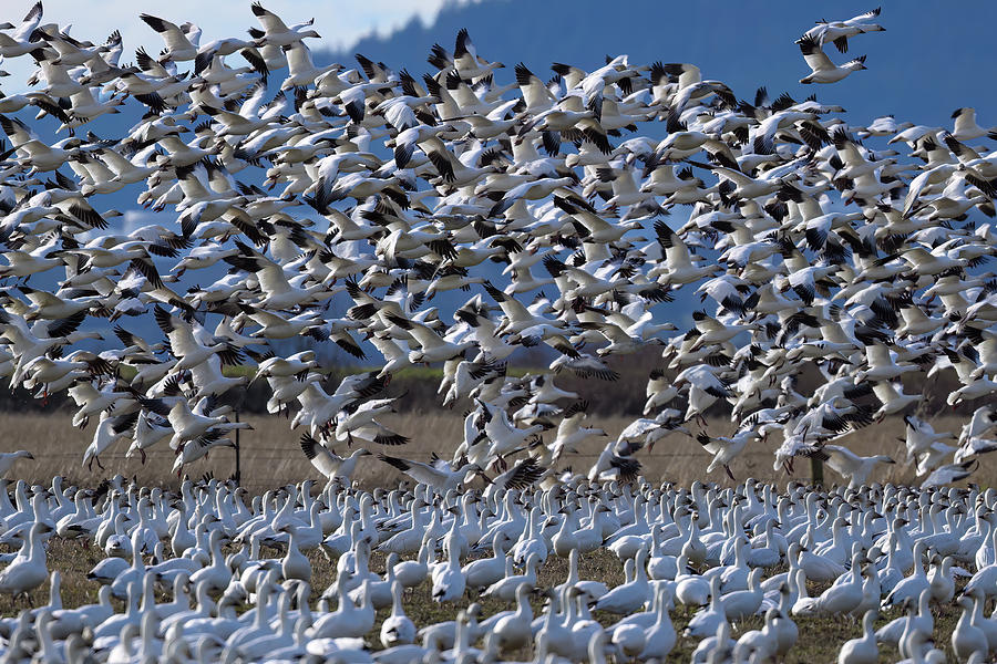 Snow Geese Photograph by Jerry Cahill