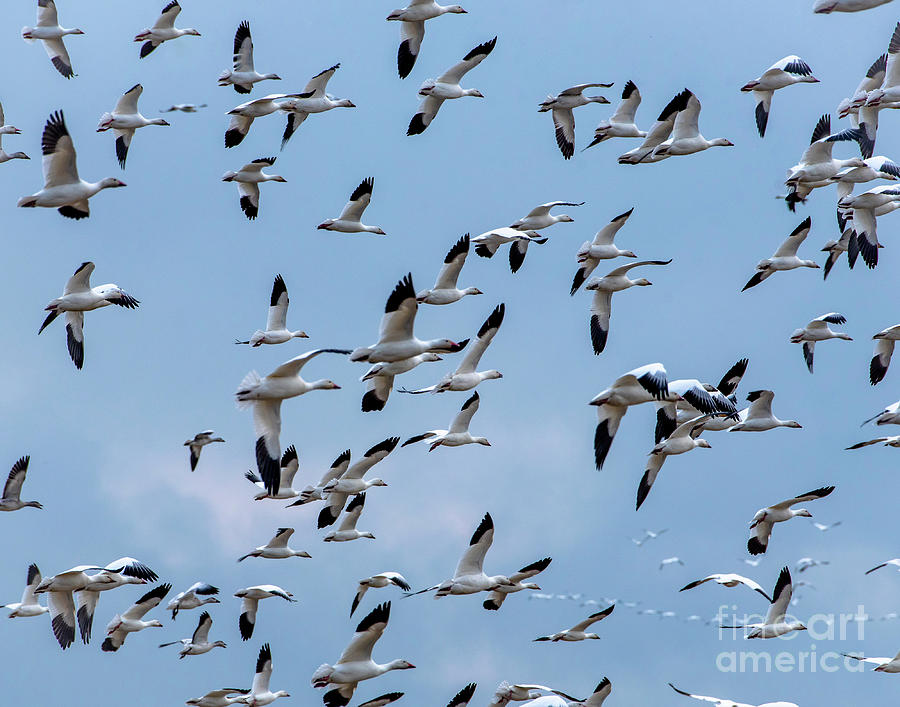 Snow Geese by Katie Joya Snow Geese by Katie Joya