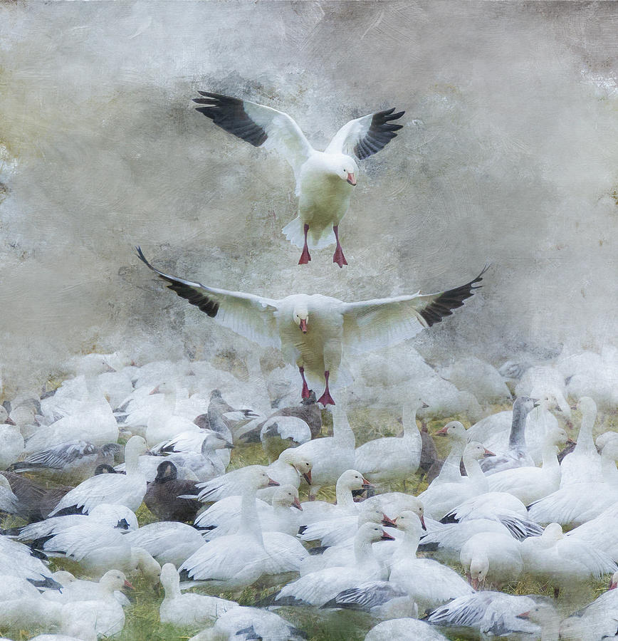 Snow Geese Landing Photograph by Angie Vogel