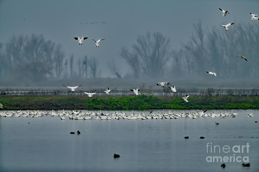 Snow Geese Landing Photograph by Amazing Action Photo Video