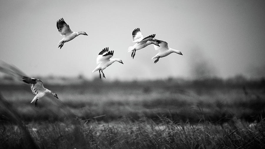Snow geese landing Photograph by Mike Fusaro