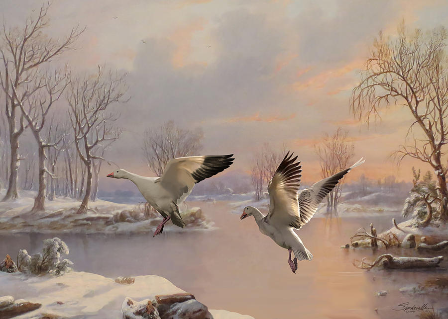 Snow Geese Landing Digital Art by M Spadecaller