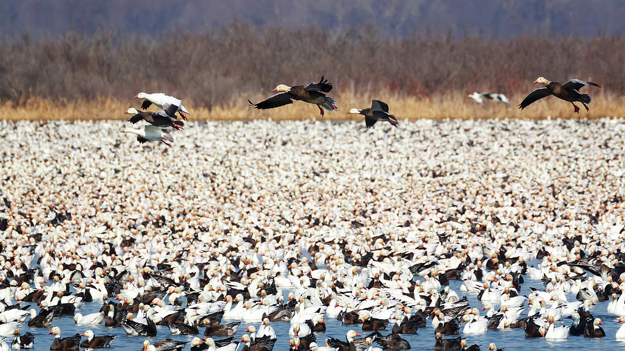 Snow Geese - Looking for Parking Photograph by Susan Rissi Tregoning
