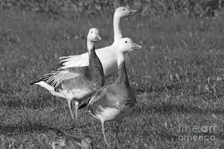 Snow Geese Photograph by Mary Mikawoz
