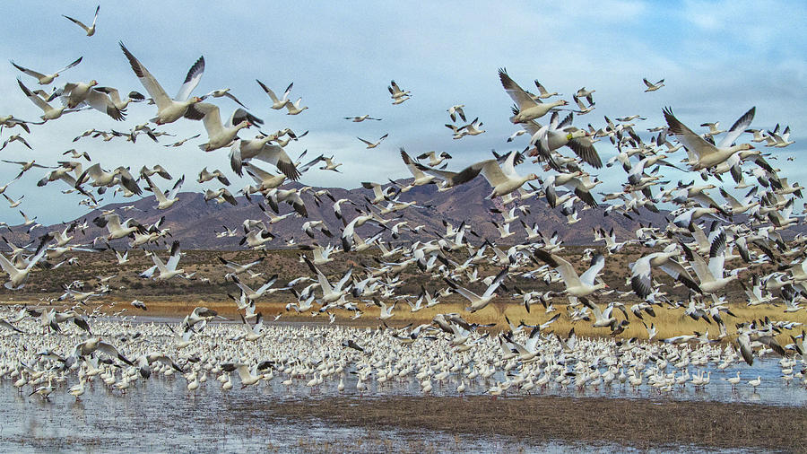 Snow Geese Mass Ascension Photograph by Alan Toepfer