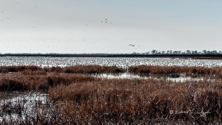 Snow Geese Migration Photograph by Ed Peterson