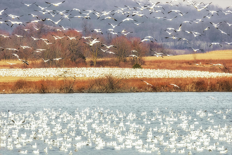 Snow Geese Migration  Photograph by Susan Candelario