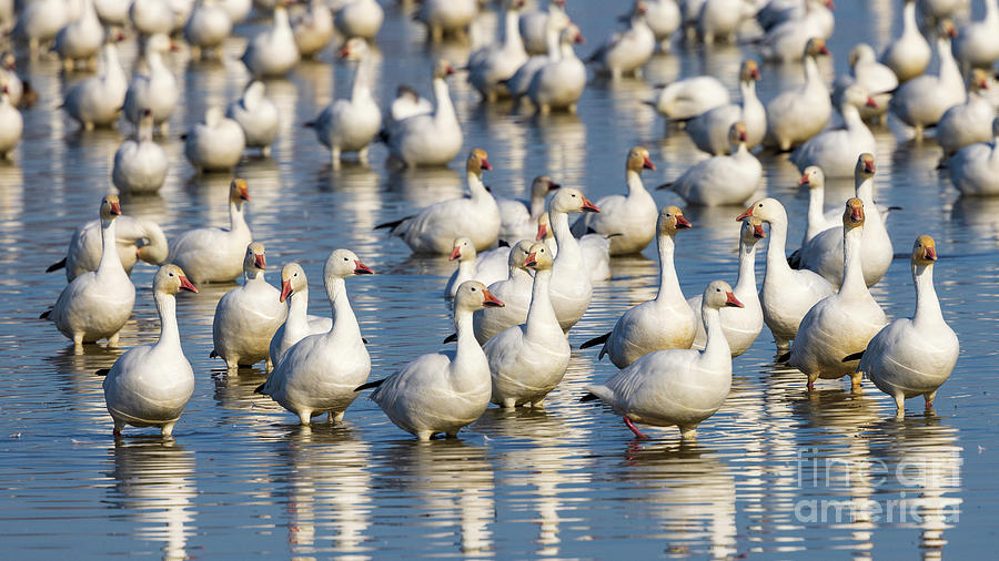 Snow Geese Photograph by Mimi Ditchie