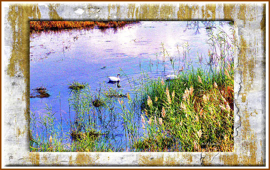 Snow Geese on a Marsh Pond Photograph by A Macarthur Gurmankin