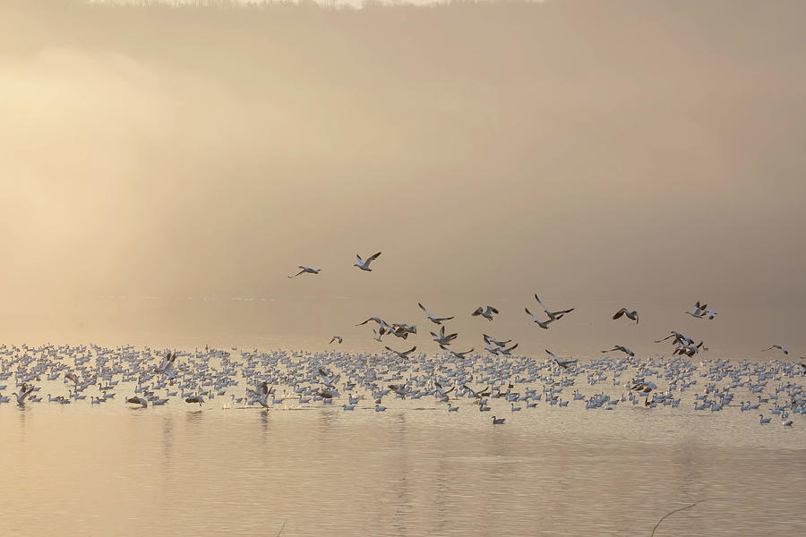 Snow Geese On Misty Dawn Photograph
