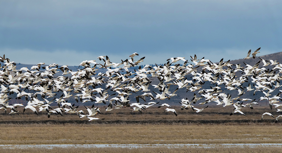 Snow Geese on the Move Photograph by Loree Johnson