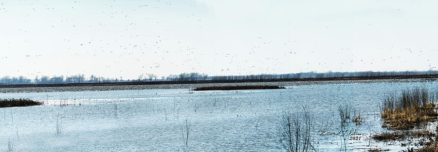 Snow Geese Panorama Photograph by Ed Peterson