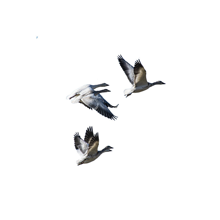 Snow Geese PNG Photograph by Daniel Hebard