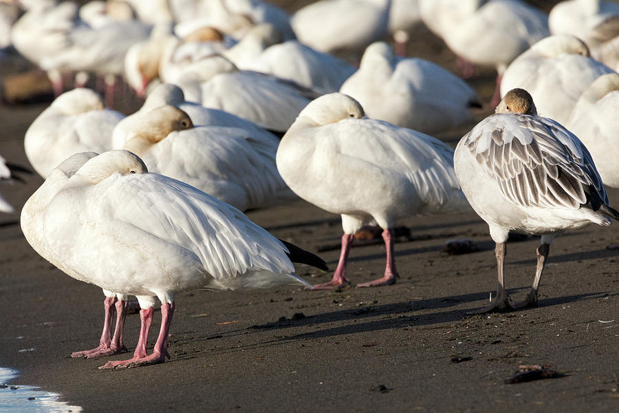 Snow Geese Resting on the Beach Photograph by Michael Russell