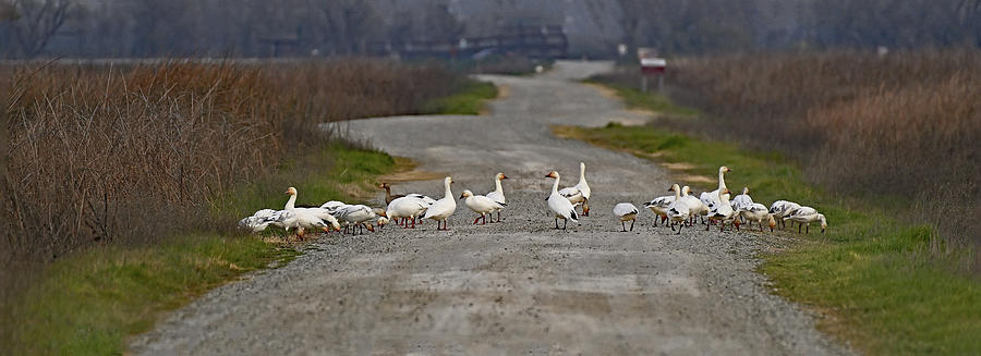 Snow Geese - Road block Photograph by Amazing Action Photo Video