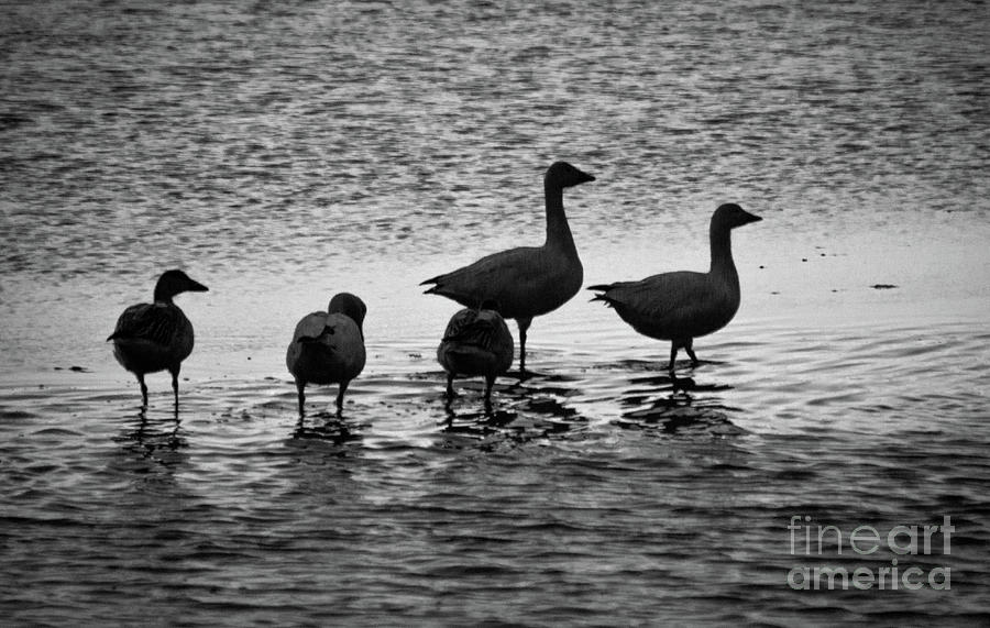 Snow Geese Silhouette  Photograph by Sharon Mayhak