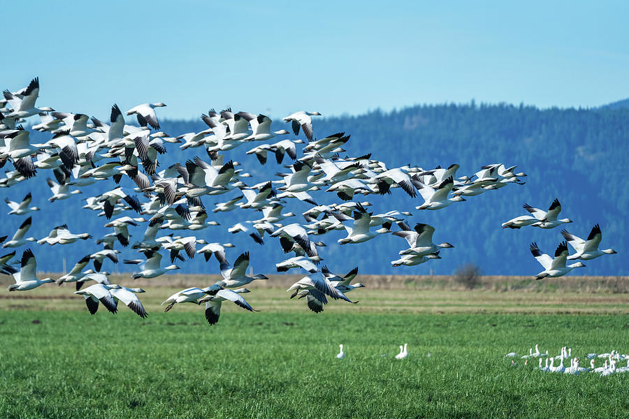 Geese Photograph - Snow Geese - Skagit Valley by Tim Reagan