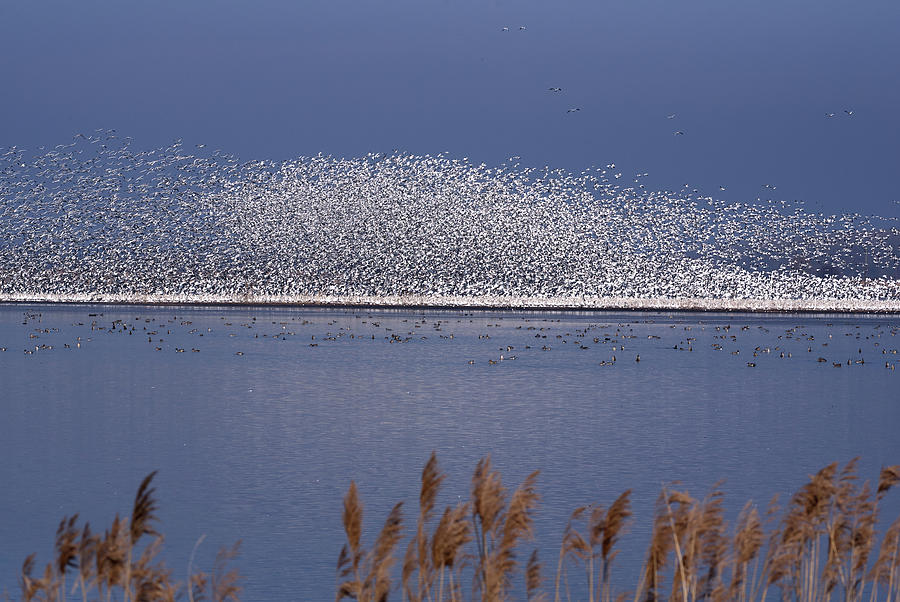 Snow Geese Take Flight Photograph by Flinn Hackett