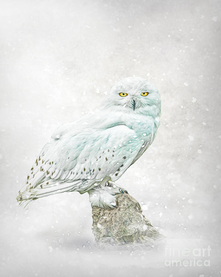 Snowy Owl Digital Art - Snow Ghost by Brian Tarr