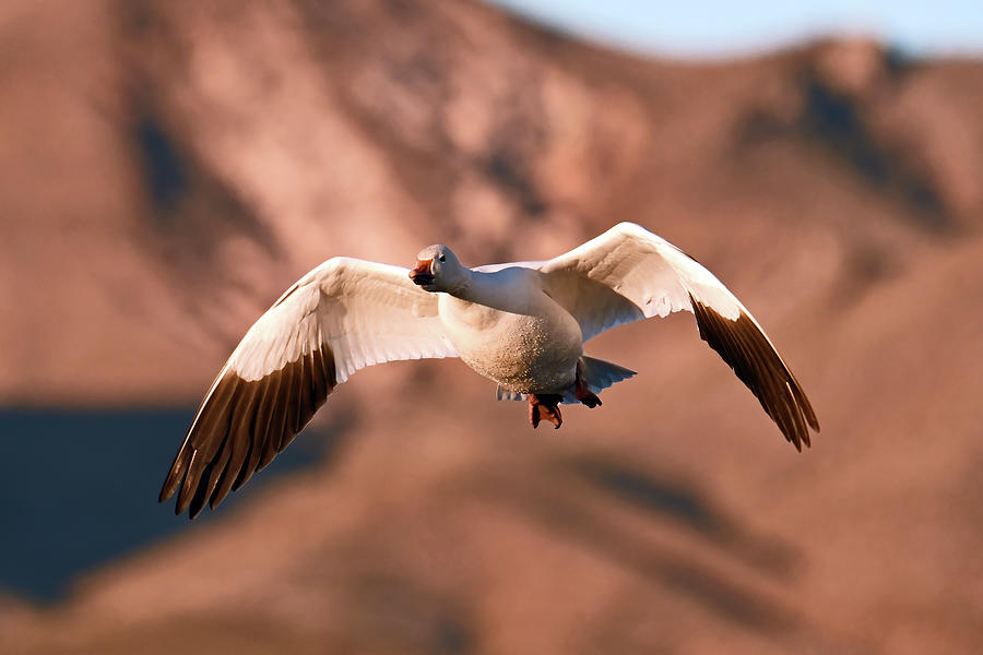 Snow Goose At Bosque Photograph by Jennifer Robin
