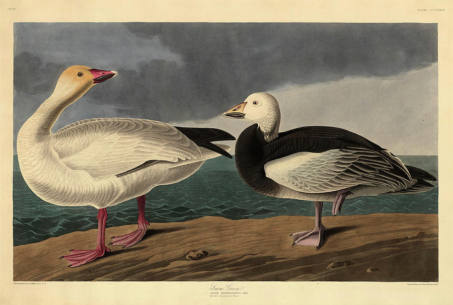 Snow Goose. Dated 1837. Medium hand-colored etching and aquatint on Whatman paper. Painting by Robert Havell after John James Audubon