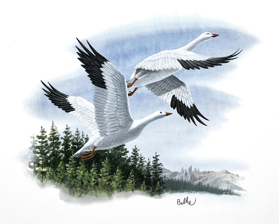 Snow Goose Painting by Don Balke