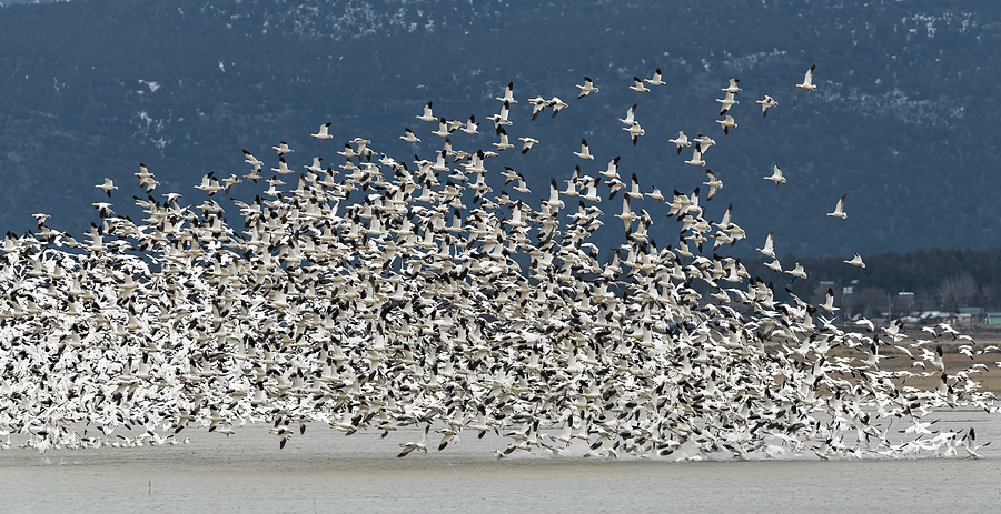 Snow Goose Flock Photograph by Loree Johnson