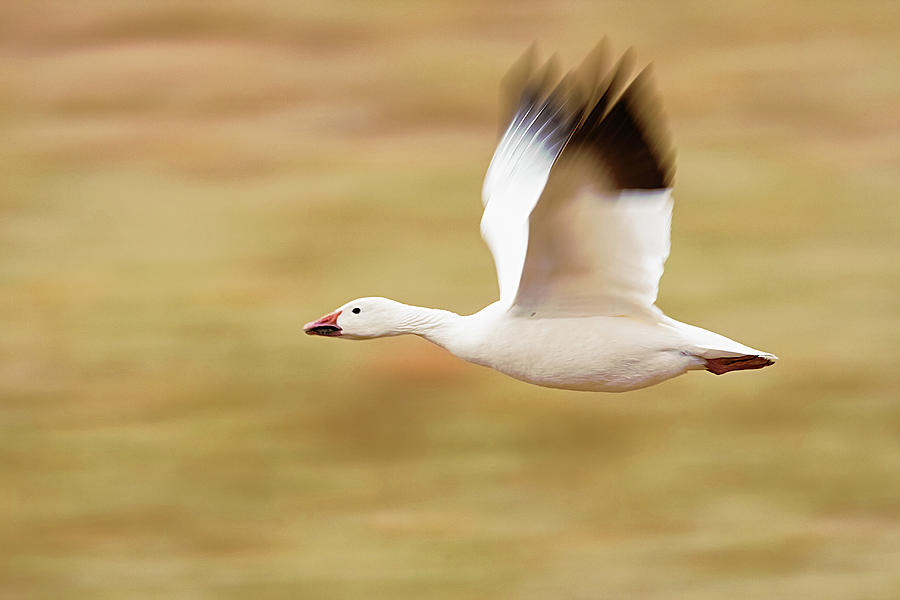 Snow Goose Flying Over Field Photograph