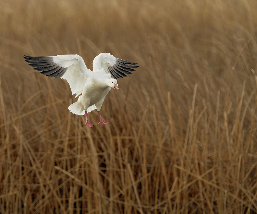 Birds Photograph - Snow Goose, Glenn County California by Doug Herr Birds Photograph - Snow Goose, Glenn County California by Doug Herr