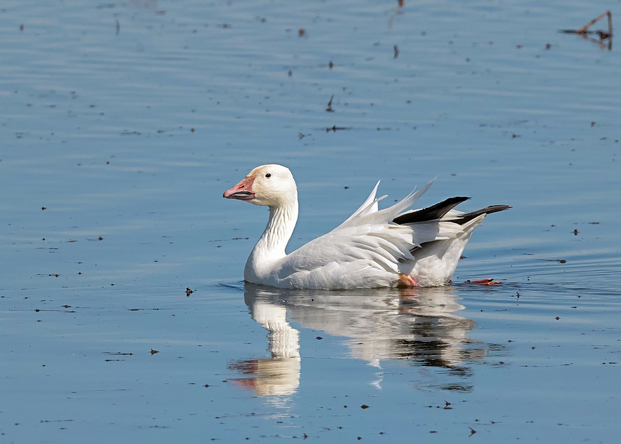 Snow Goose in the Sun Photograph by Loree Johnson