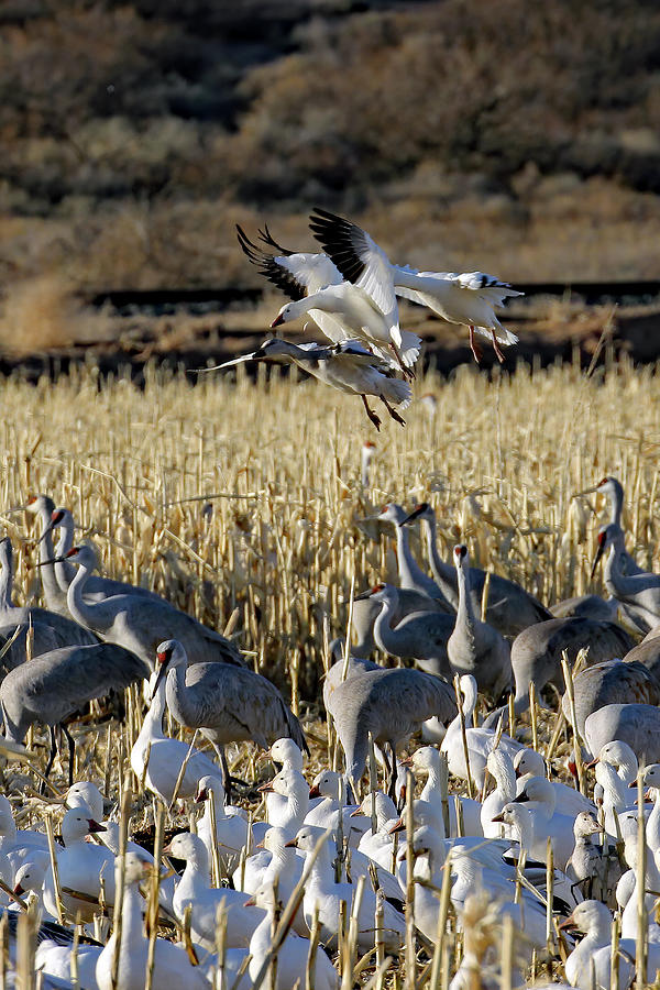 Snow Goose Landing At Bernardo Photograph by Jennifer Robin | Fine Art ...