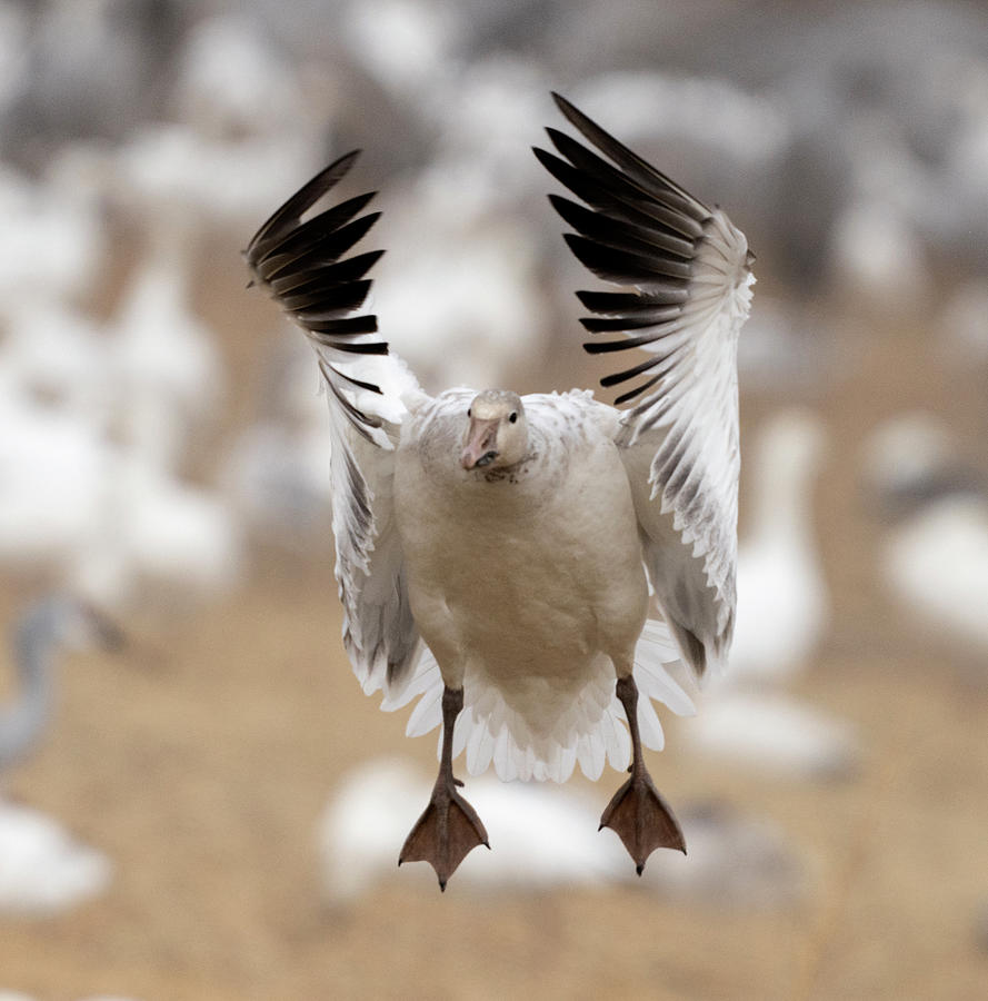 Snow Goose Landing Photograph