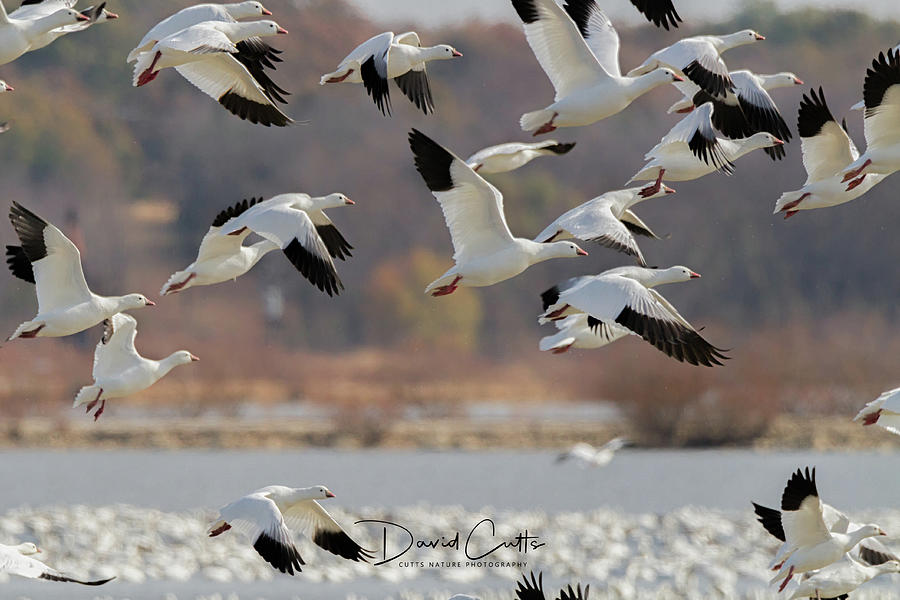 Snow Goose Migration by David Cutts Snow Goose Migration by David Cutts