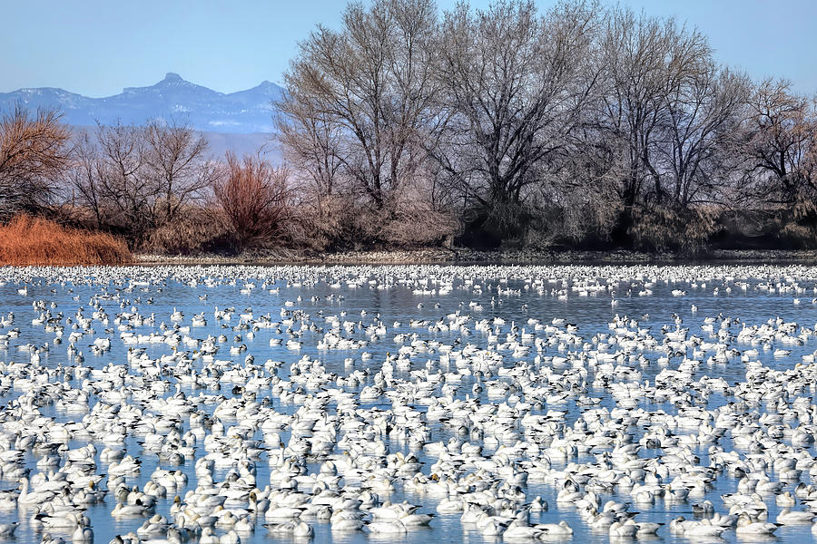 Snow Goose Migration Photograph by Donna Kennedy