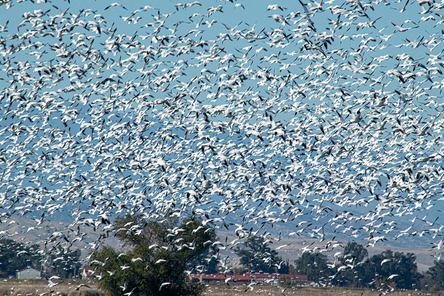 Snow Goose Migration Photograph by Frank Wilson
