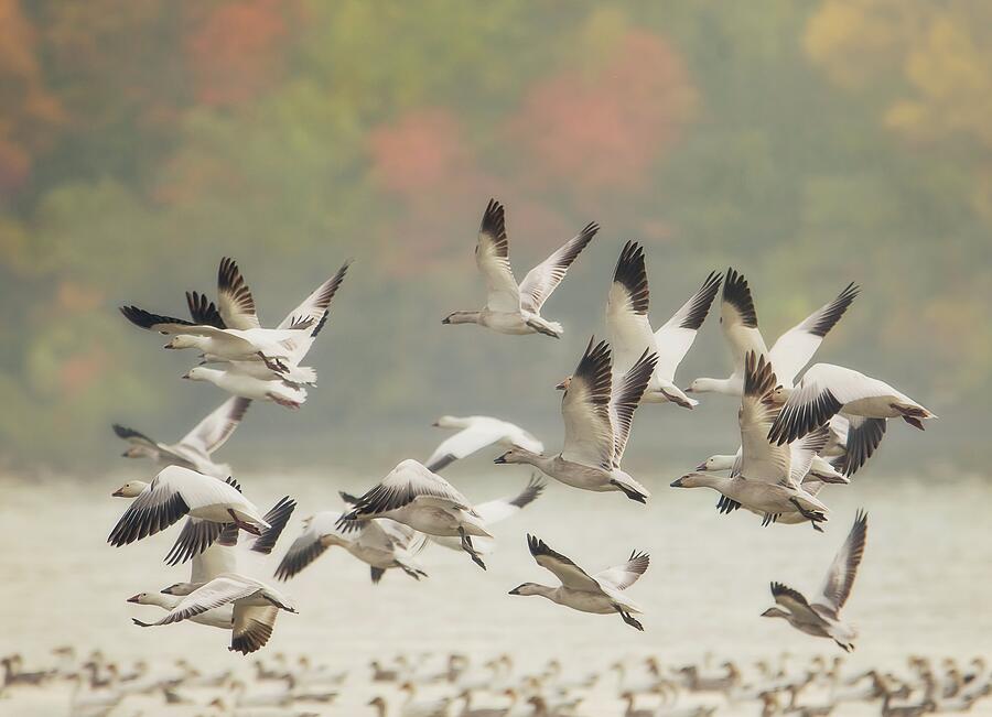 Snow Goose Migration Photograph by Tracy Munson