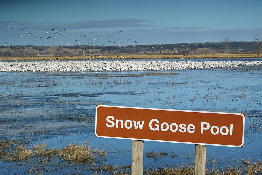 Snow Goose Pool - Loess Bluffs NWR Photograph by Nikolyn McDonald
