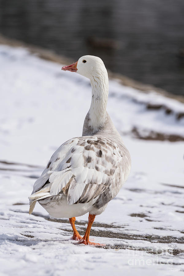 Snow Goose Pose Photograph by Jennifer White