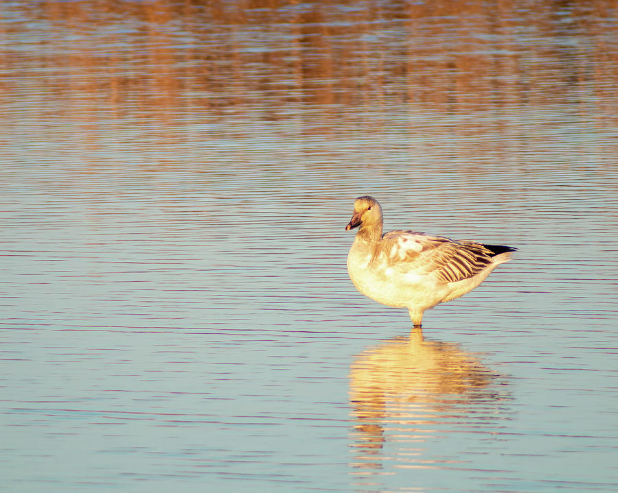 Snow Goose Reflections Photograph by Kristia Adams