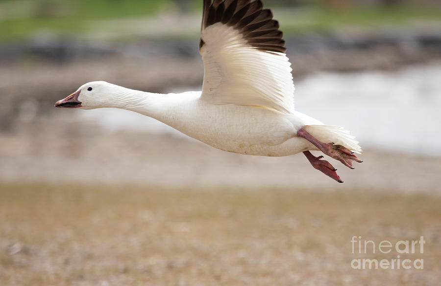 Snow Goose Series - Flying Photograph by Jeannette Hunt