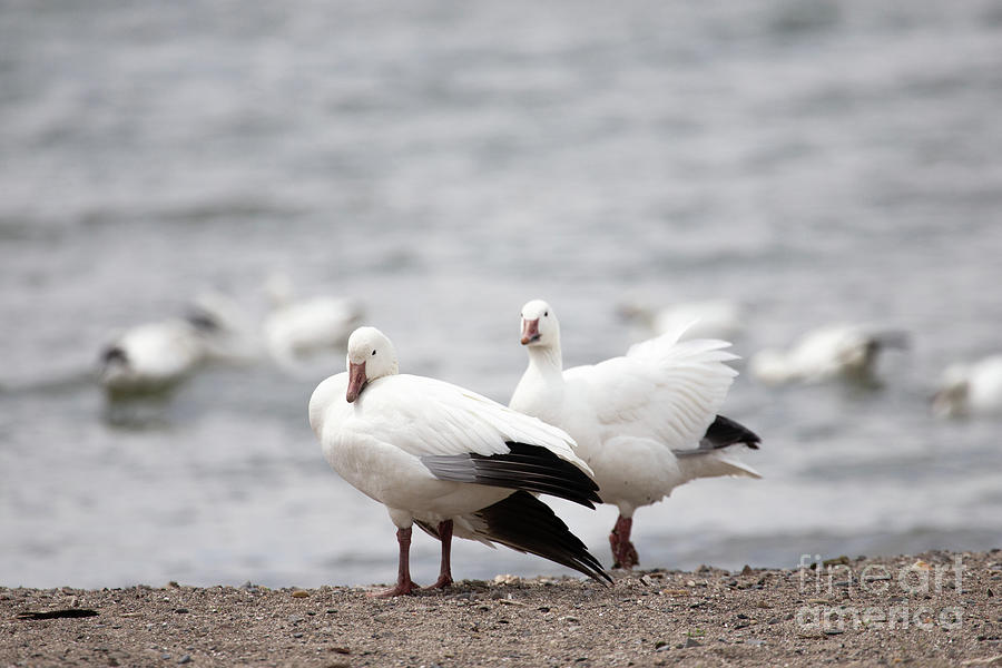 Snow Goose Series - Left Behind Photograph by Jeannette Hunt