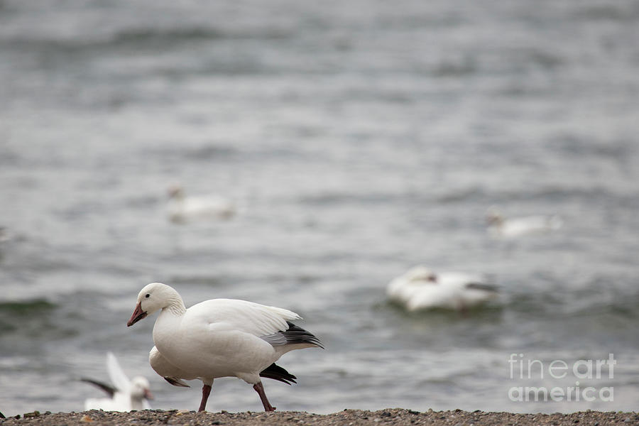 Snow Goose Series - Lonesome Photograph by Jeannette Hunt
