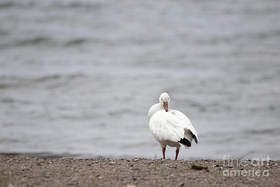 Snow Goose Series - On the Beach Photograph by Jeannette Hunt