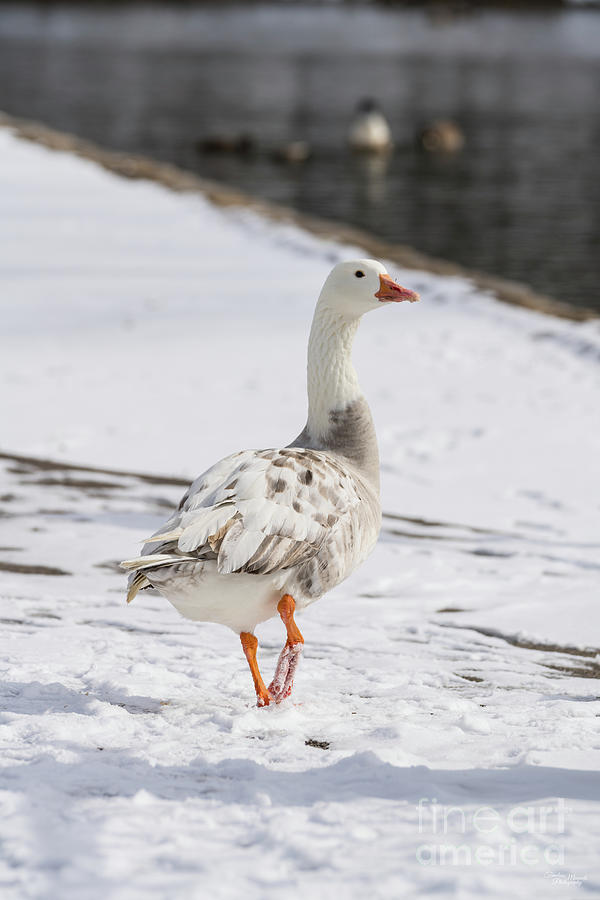 Snow Goose Strut Photograph by Jennifer White
