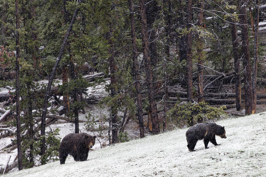 Snow Grizzlies Photograph by Natural Focal Point Photography